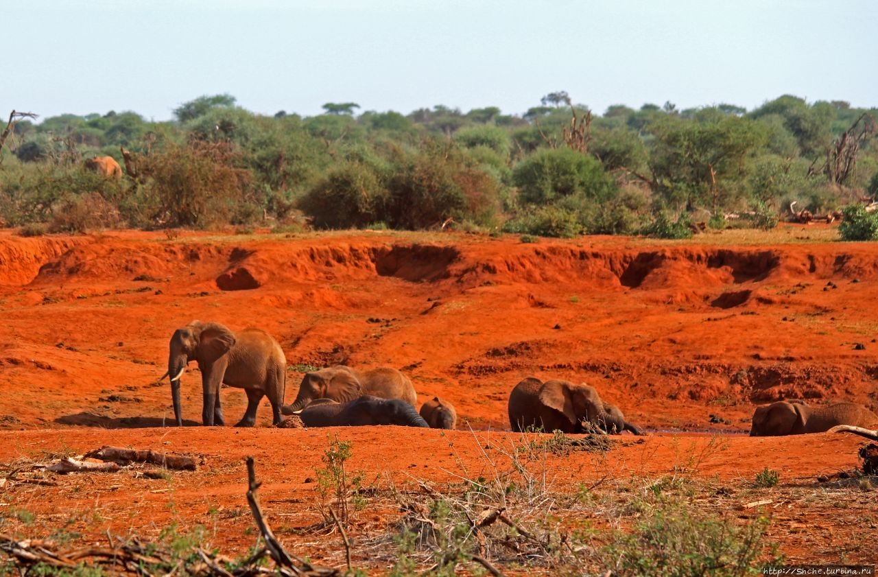 Контрастные ванны африканских исполинов Цаво-Вест Национальный Парк, Кения