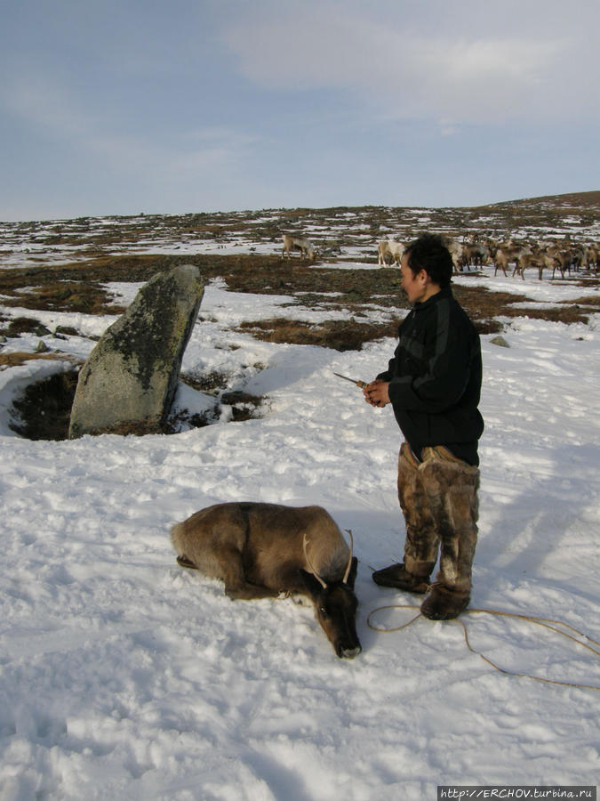 Жертвенный олень Ямало-Ненецкий автономный округ, Россия