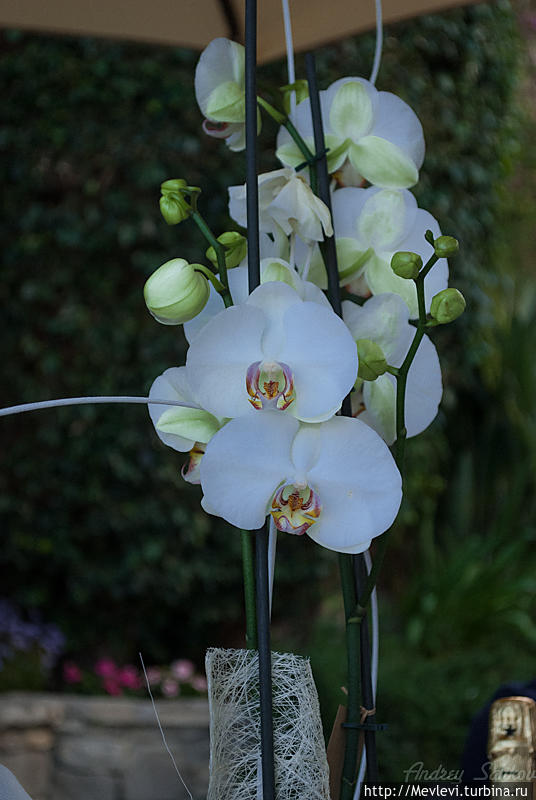 Портретики. Католанцы Ситжес, Испания