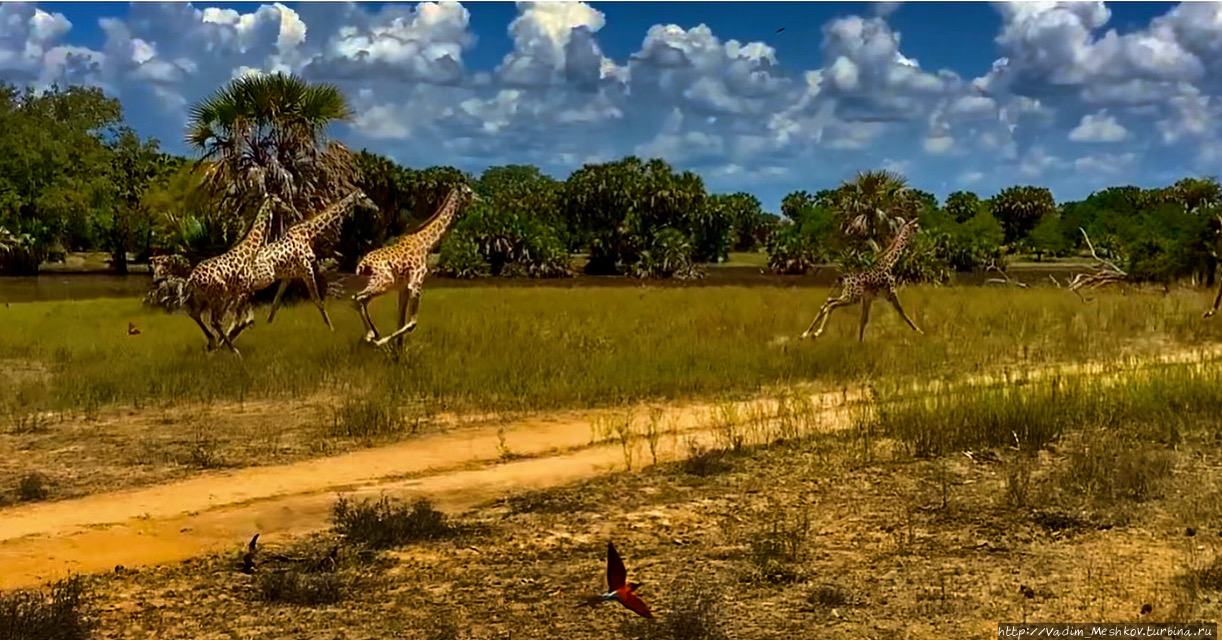Жирафы разбегаются, услышав шум джипов. Заказник Селус, Танзания