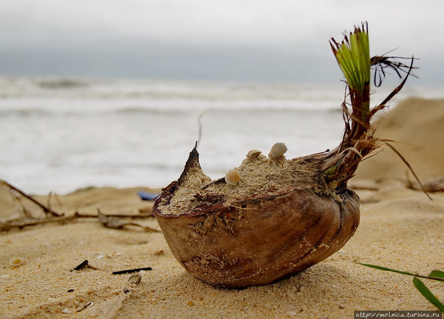 Здесь вырастет кокосовая пальма... если море не унесет обратно в свою бездну) Кучинг, Малайзия