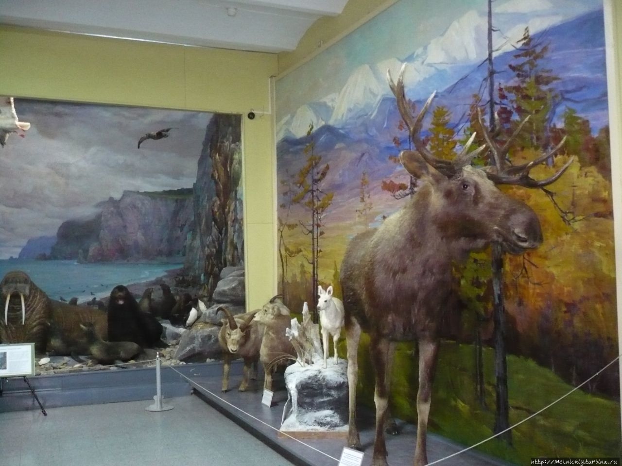 Гродековский музей хабаровск