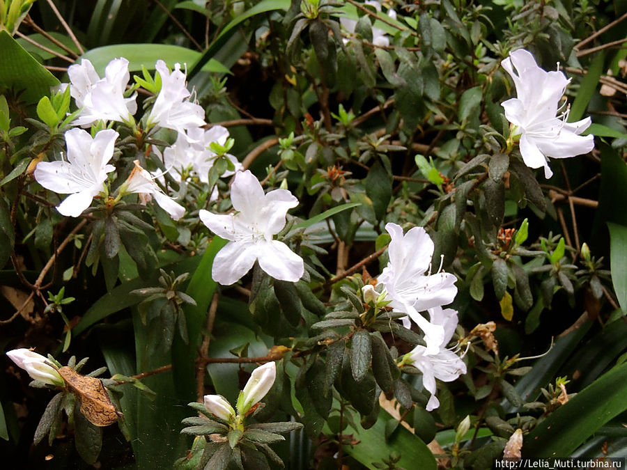Цветочные сны... Фуншал, Португалия