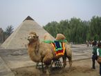 Пекин. Парк Миниатюр.Египетские пирамиды и  живой верблюд