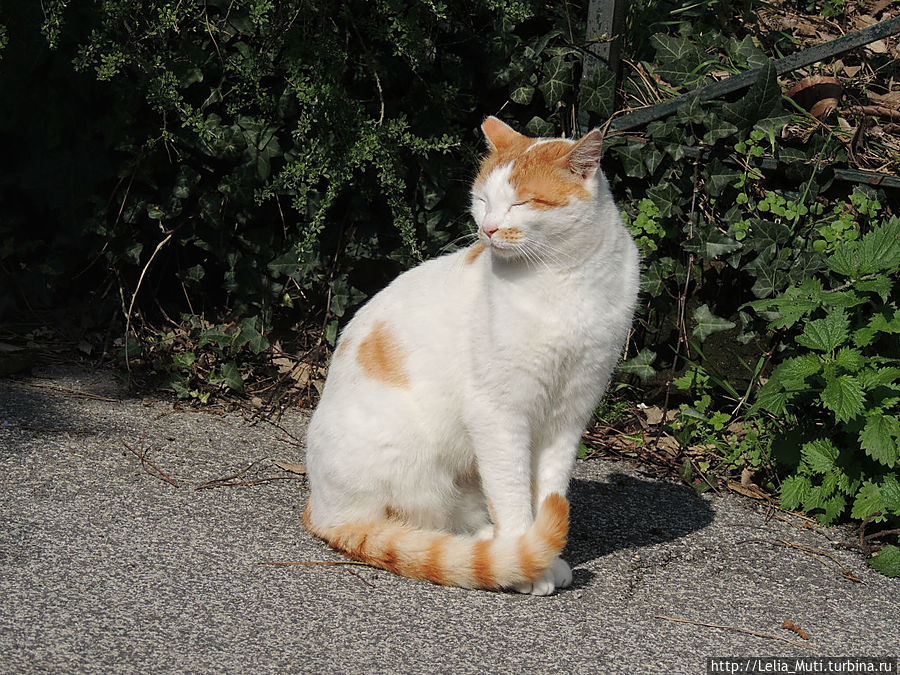 греется на ласковом римском солнышке... Рим, Италия