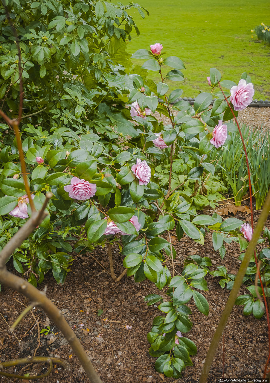 Выставка Джошуа Рейнольдса Лондон, Великобритания