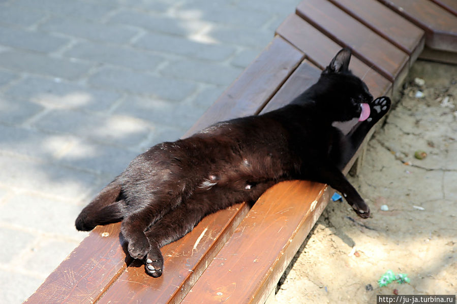 Кот — девочка)