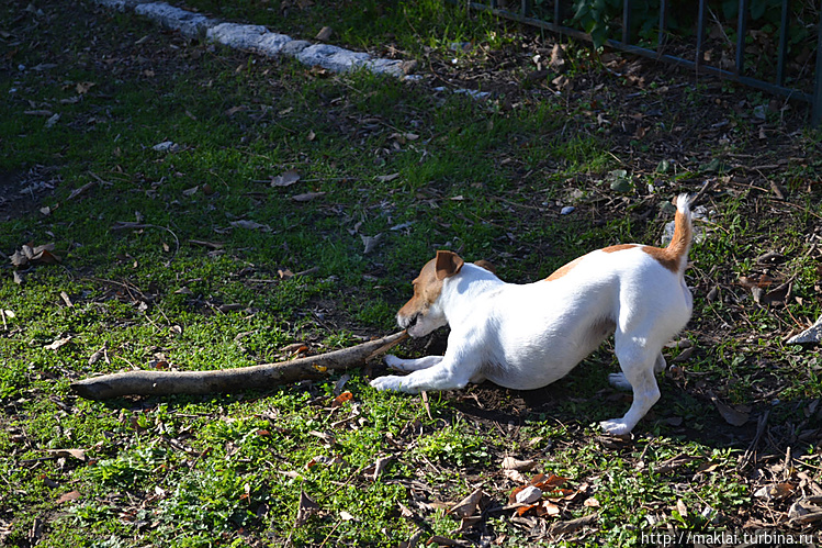 Братьям меньшим — тоже на