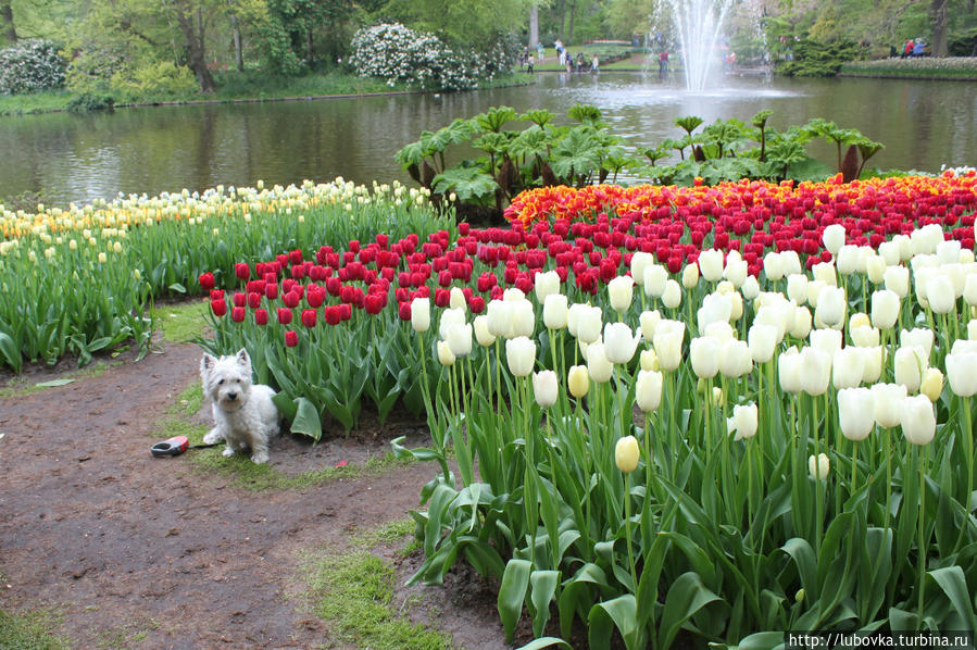 Нидерланды весенний парк Keukenhof