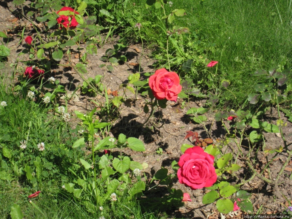 Клумба с розами на территории санатория им. Орджоникидзе Кисловодск, Россия