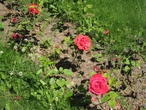 Клумба с розами на территории санатория им. Орджоникидзе