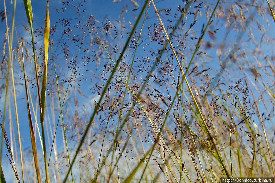 Сквозь шелест травы... (стихи) Мурманская область, Россия