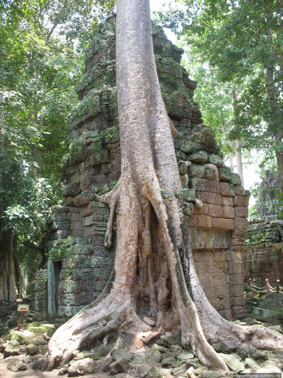 Деревья-душители в храмовом комплексе Та Пром