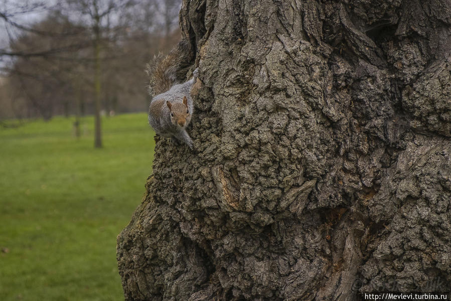 Обитатели Hyde Park Лондон, Великобритания