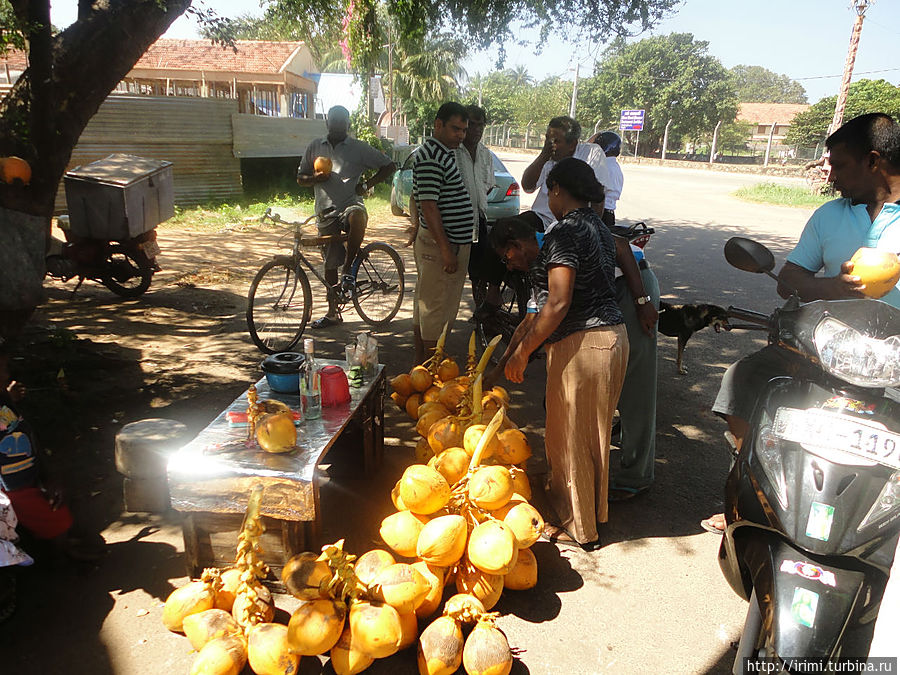 У дороги можно купить кокос и освежится его прохладным соком Шри-Ланка