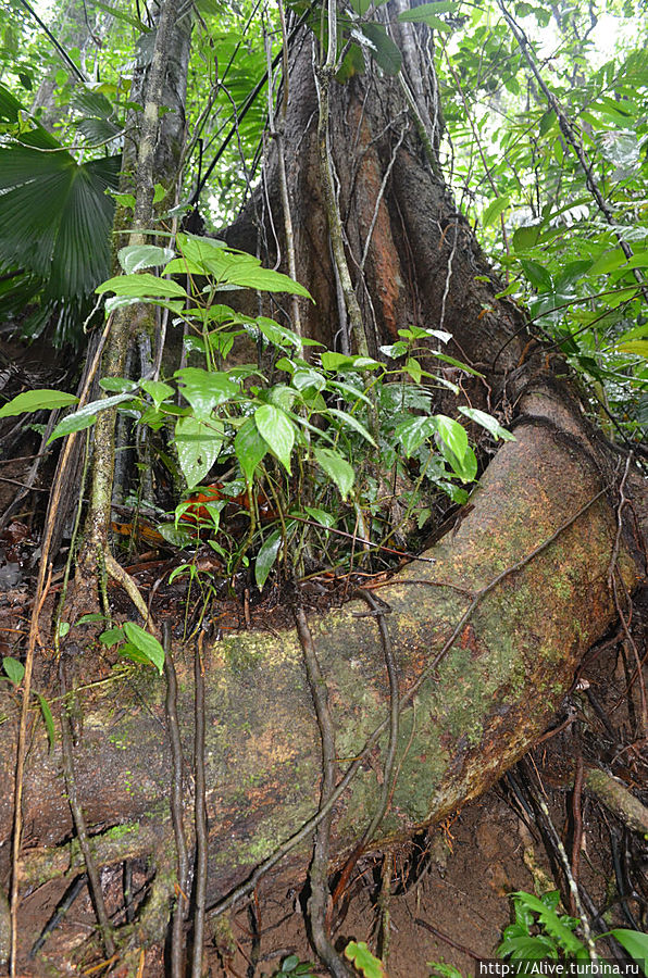 корень древа (фикусовое) Аренал, Коста-Рика