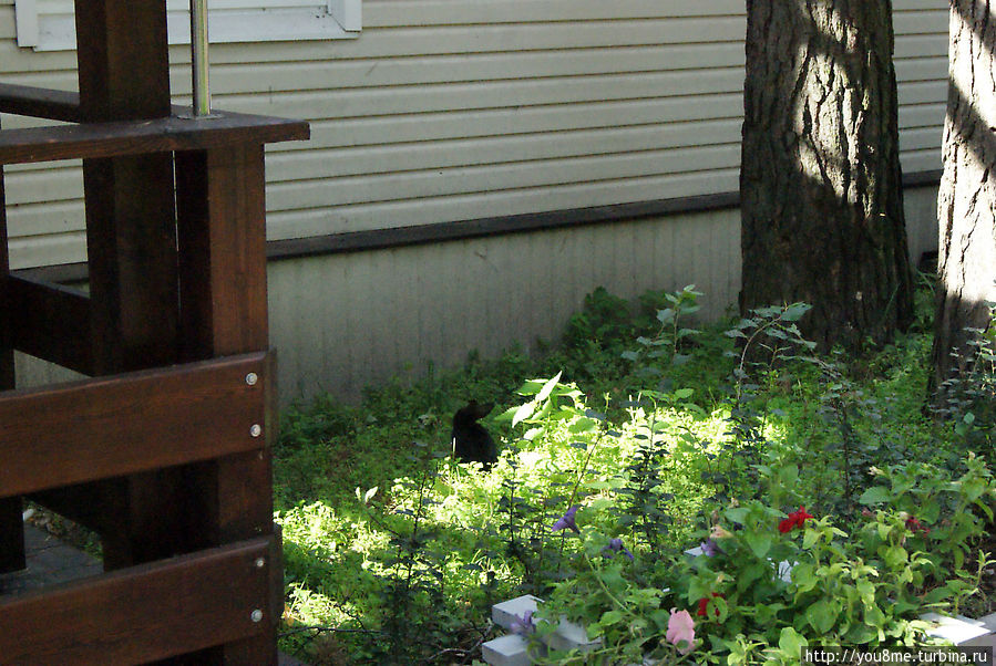 Поймайте мне кролика Нижегородская область, Россия