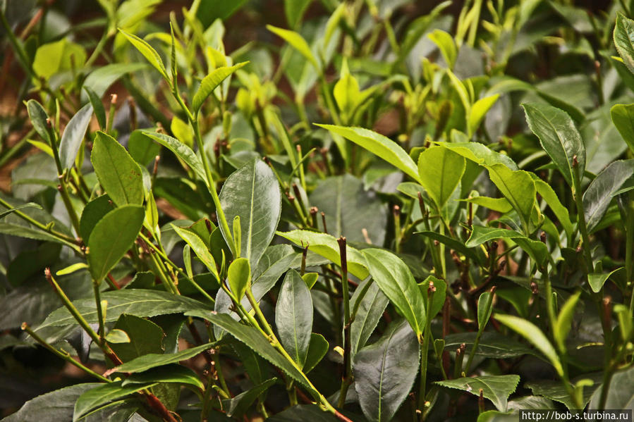 Чай Шри-Ланка