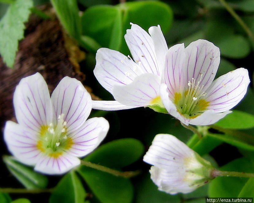 Дачная феерия