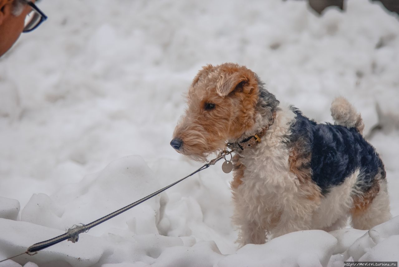 Parco Ciani, Лугано Лугано, Швейцария
