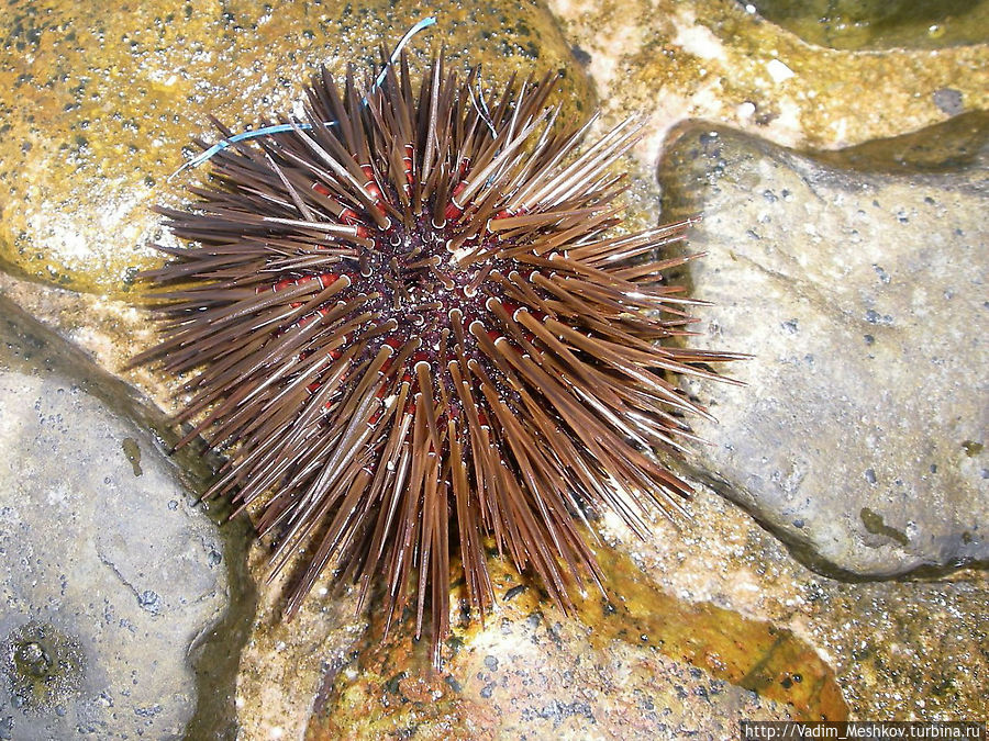 Морской еж