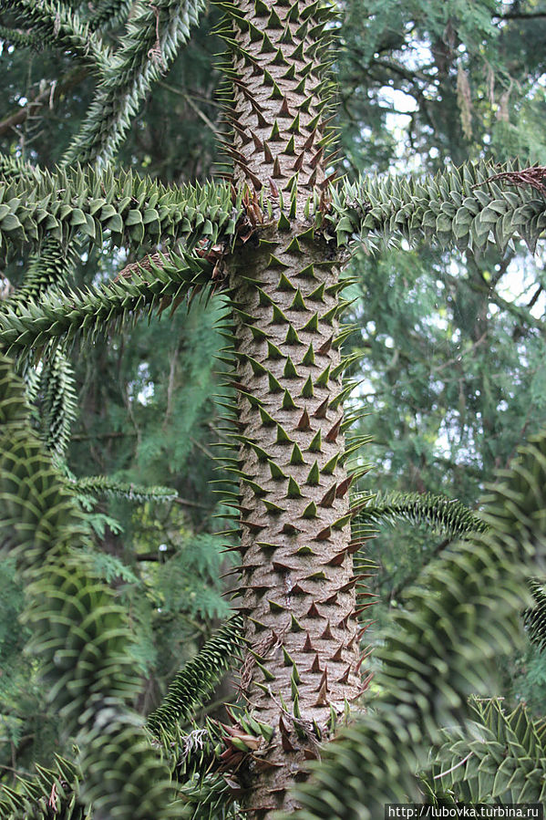 Араукария (Araucaria araucana) —  это почти ископаемое растение, которое существует на планете уже многие миллионы лет! Оно буквально излучает ауру глубокой древности. Остров Майнау, Германия