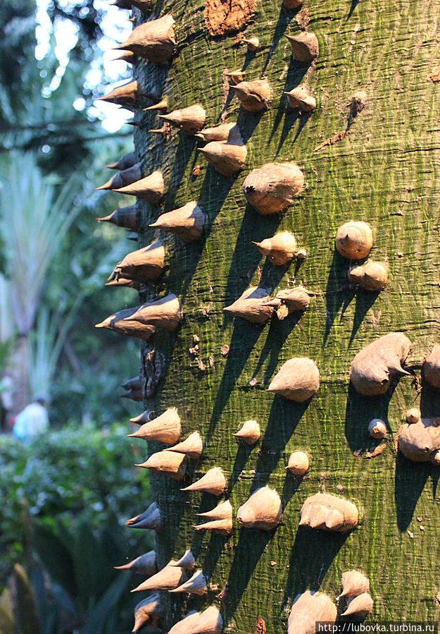 Представлена разная фактура деревьев. Санта-Крус-де-Тенерифе, остров Тенерифе, Испания