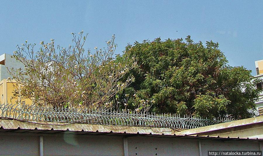 Барк Седов. Как встречают корабли... Дакар, Сенегал