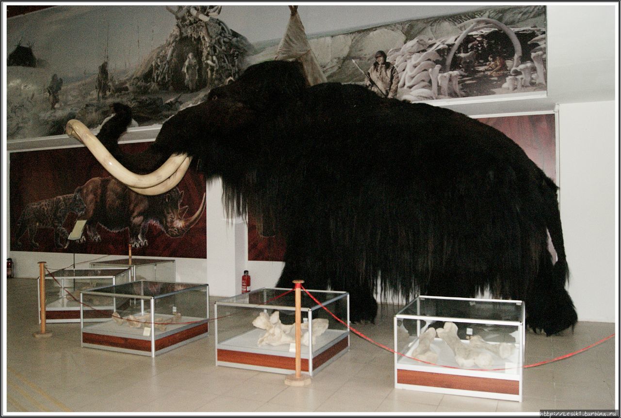 Таксидермическая скульптура мамонта, выполненная в натуральную величину в мастерской московского музея «Ледниковый период».