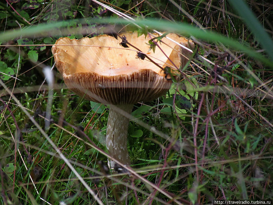 Микельторнис Латвия