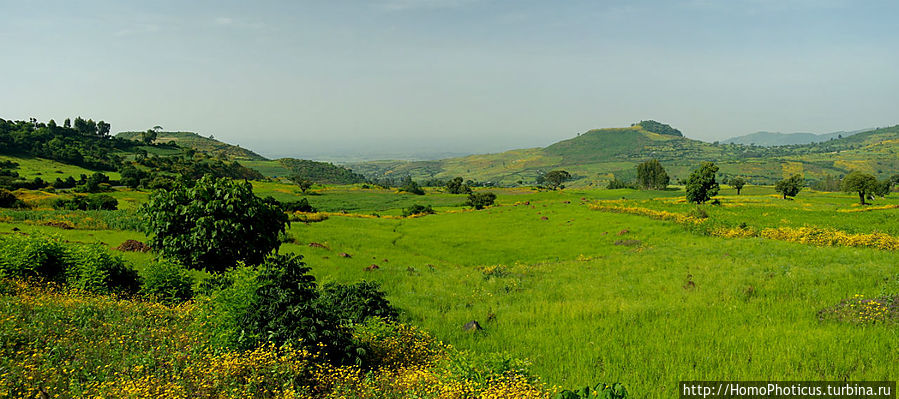Тэфф Регион Амхара, Эфиопия