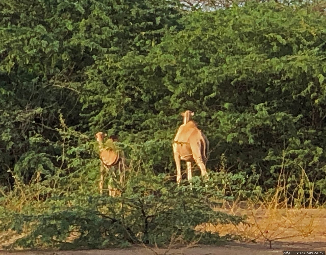 Верблюды идут на север Лодвар, Кения
