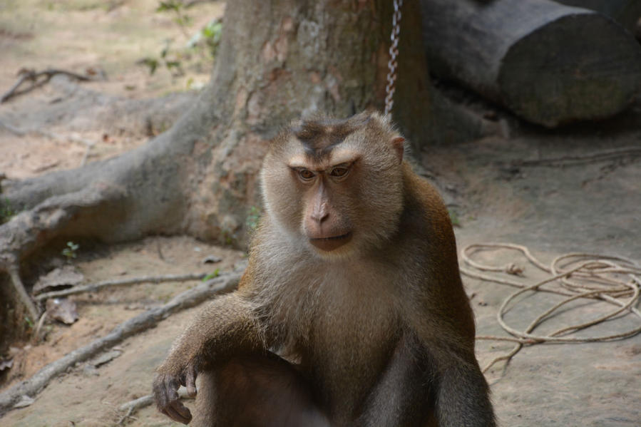 Школа обезьян Остров Ланта, Таиланд