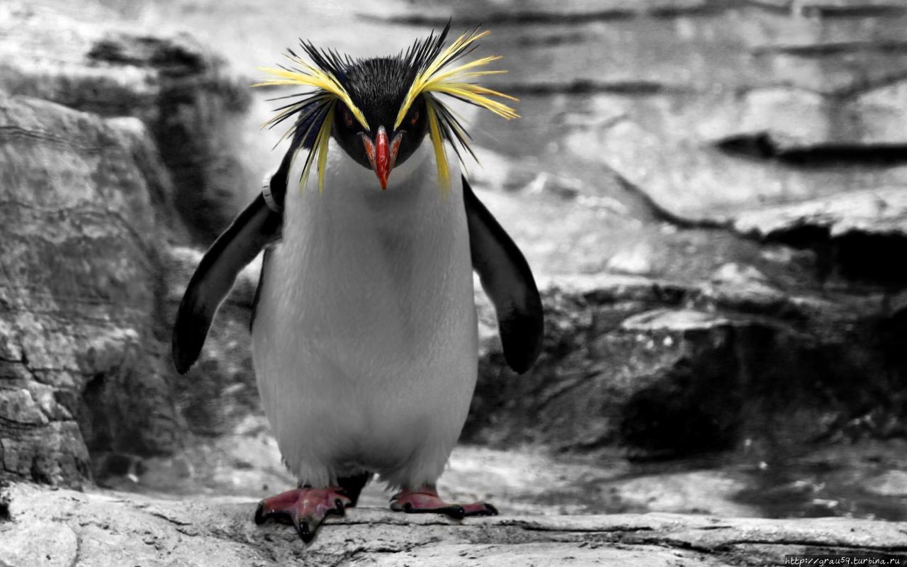 Деньги для пингвинов из списка Мирового наследия ЮНЕСКО