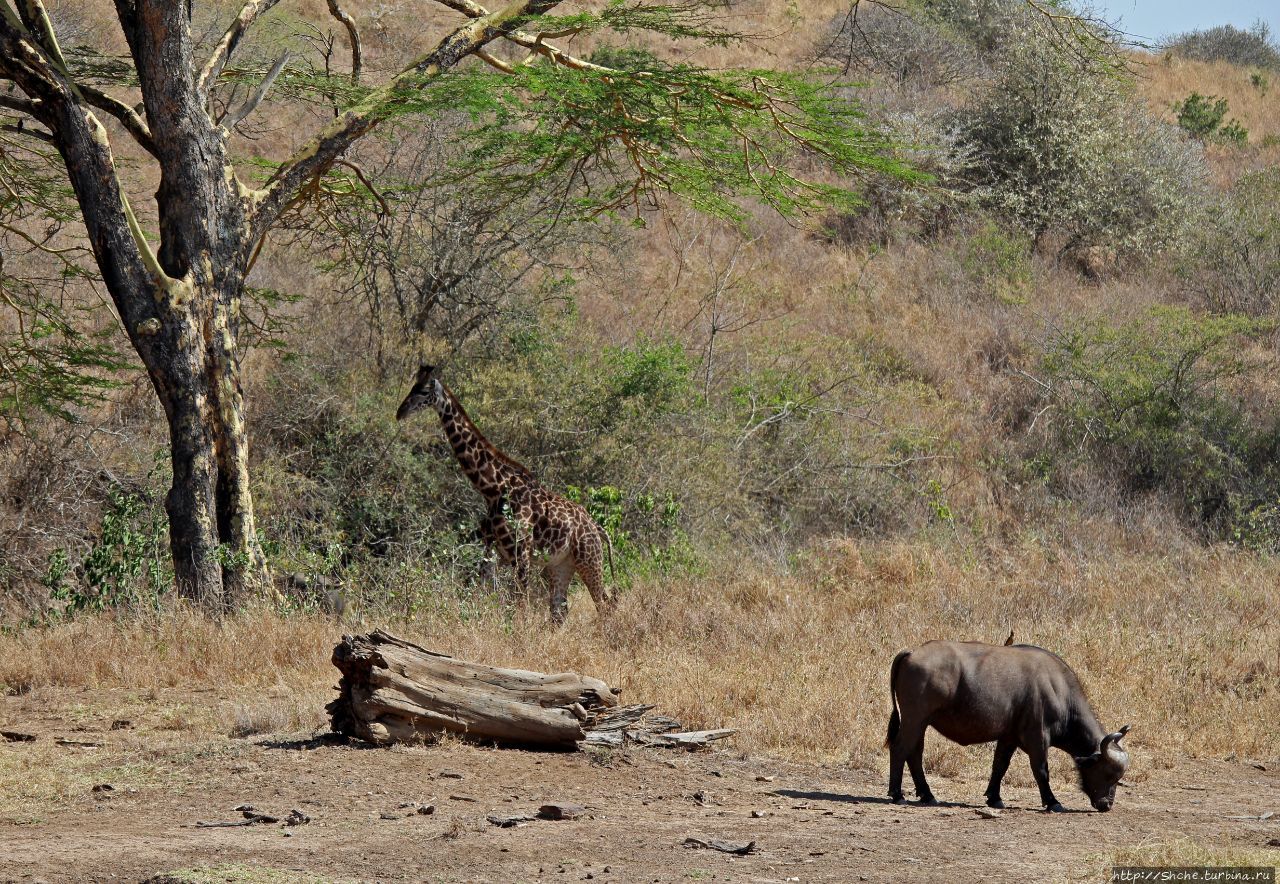 Место для пикника Мокоети Национальный парк Найроби, Кения