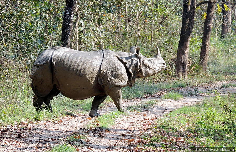 Панцирный читванский (индийский) носорог Читван Национальный Парк, Непал