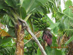 Бананы один из основных продуктов экспорта
