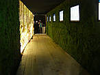 Зеленый коридор.