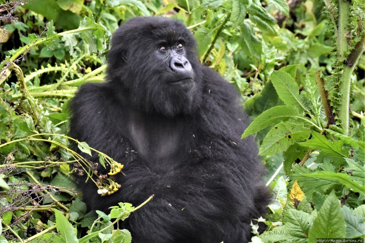 Ой, смотрите, человек! А на теле – чёрный мех! Вулканос Национальный Парк, Руанда Ой, смотрите, человек! А на теле – чёрный мех! Вулканос Национальный Парк, Руанда