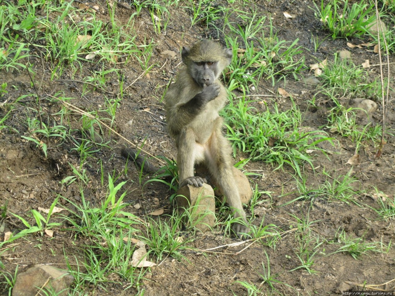 Парк Hluhluwe Imfolozi Game Reserve Шлушлуве-Умфолози Национальный Парк, ЮАР