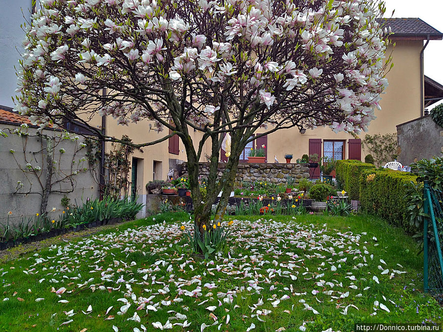 Весна в Весне Колонж-Бельрив, Швейцария