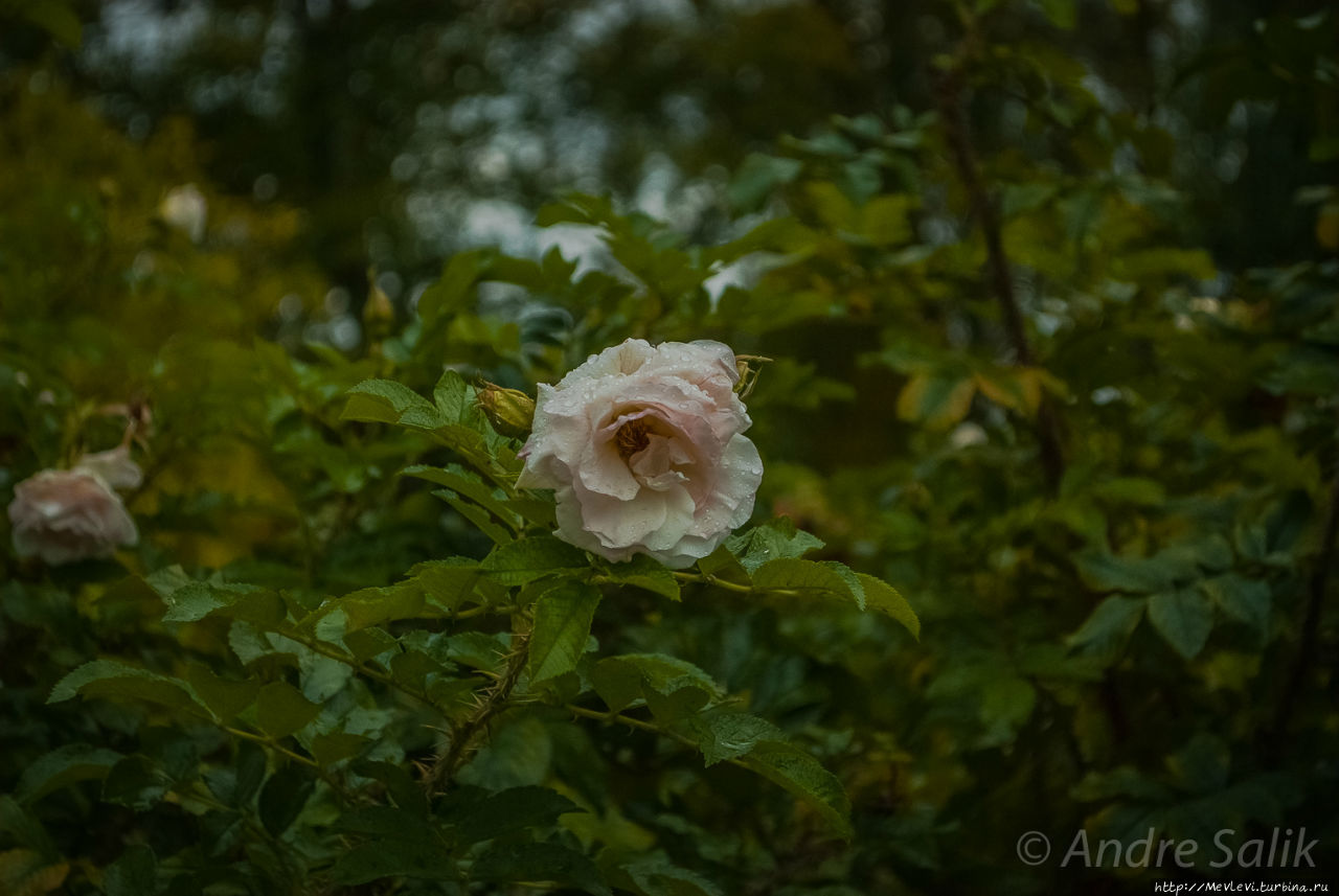 Осень в парках Агенскалнса Рига, Латвия