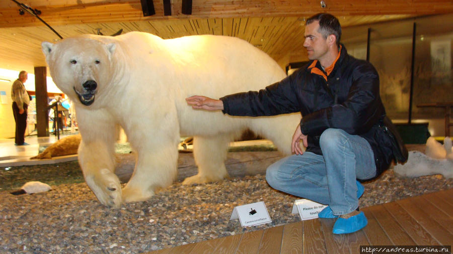 Медведь находится в центре музея, а всё вращается вокруг него Лонгийербюен, Свальбард
