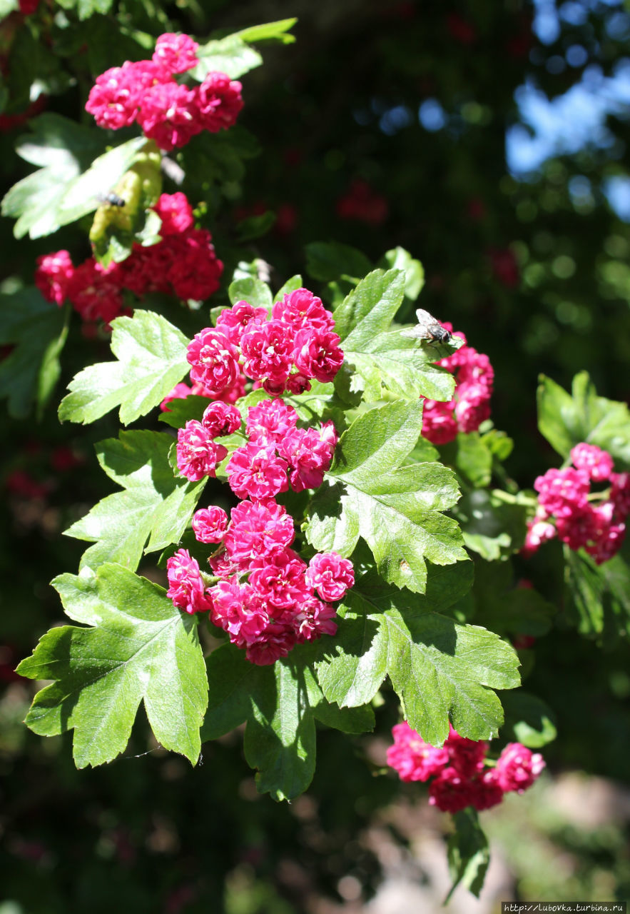 Боярышник обыкновенный (Crataegus laevigata сорт Paul’s Scarlet) Тарту, Эстония