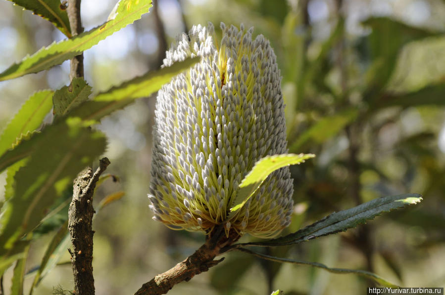 Какой-то невиданный доселе цветок Сидней, Австралия