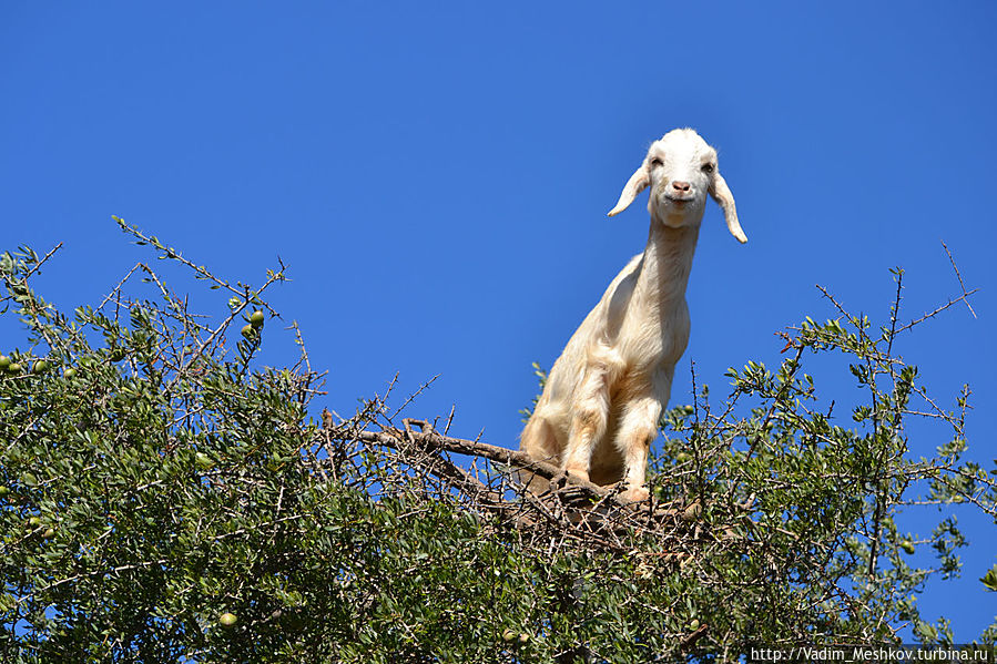 Летающие козы Марокко
