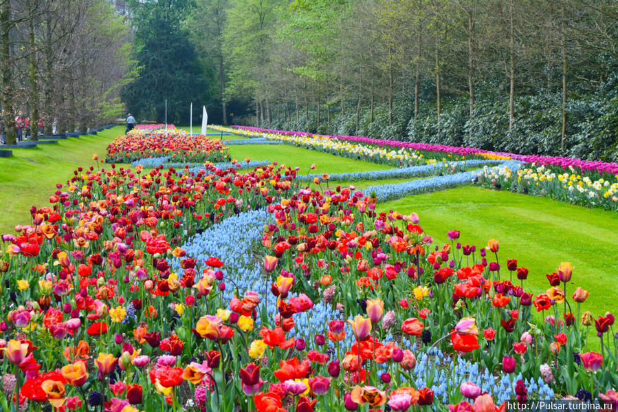 Королевский парк цветов  Кёкенхоф