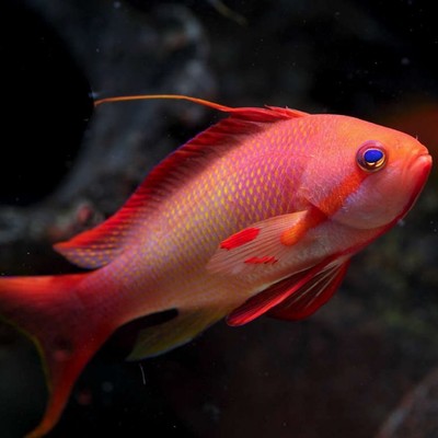 (Из Интернета)