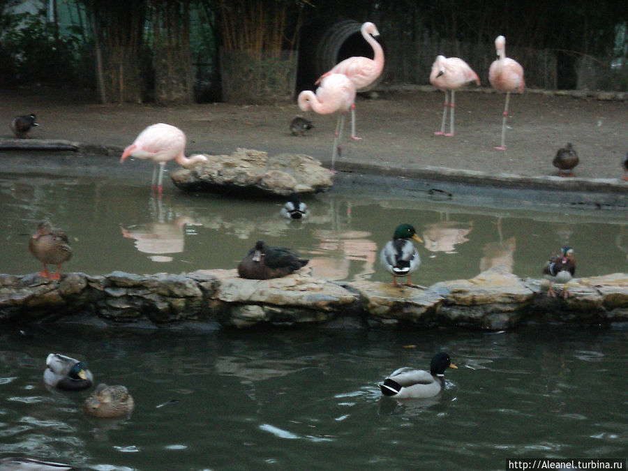 Вольер для водоплавающих во главе с розовыми фламингами, вписанными в Красную книгу