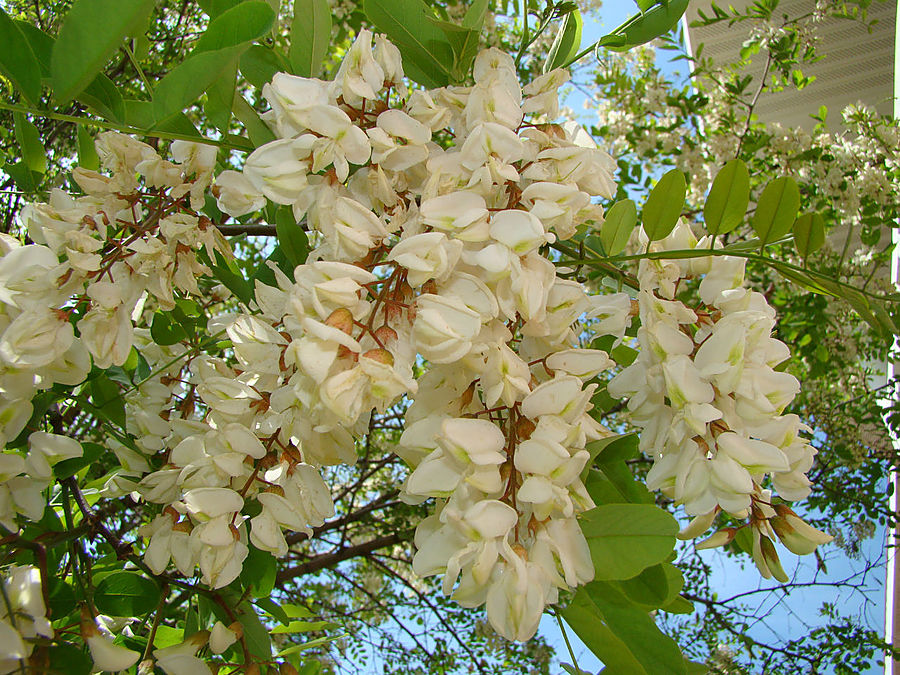 Моя сакура Москва, Россия